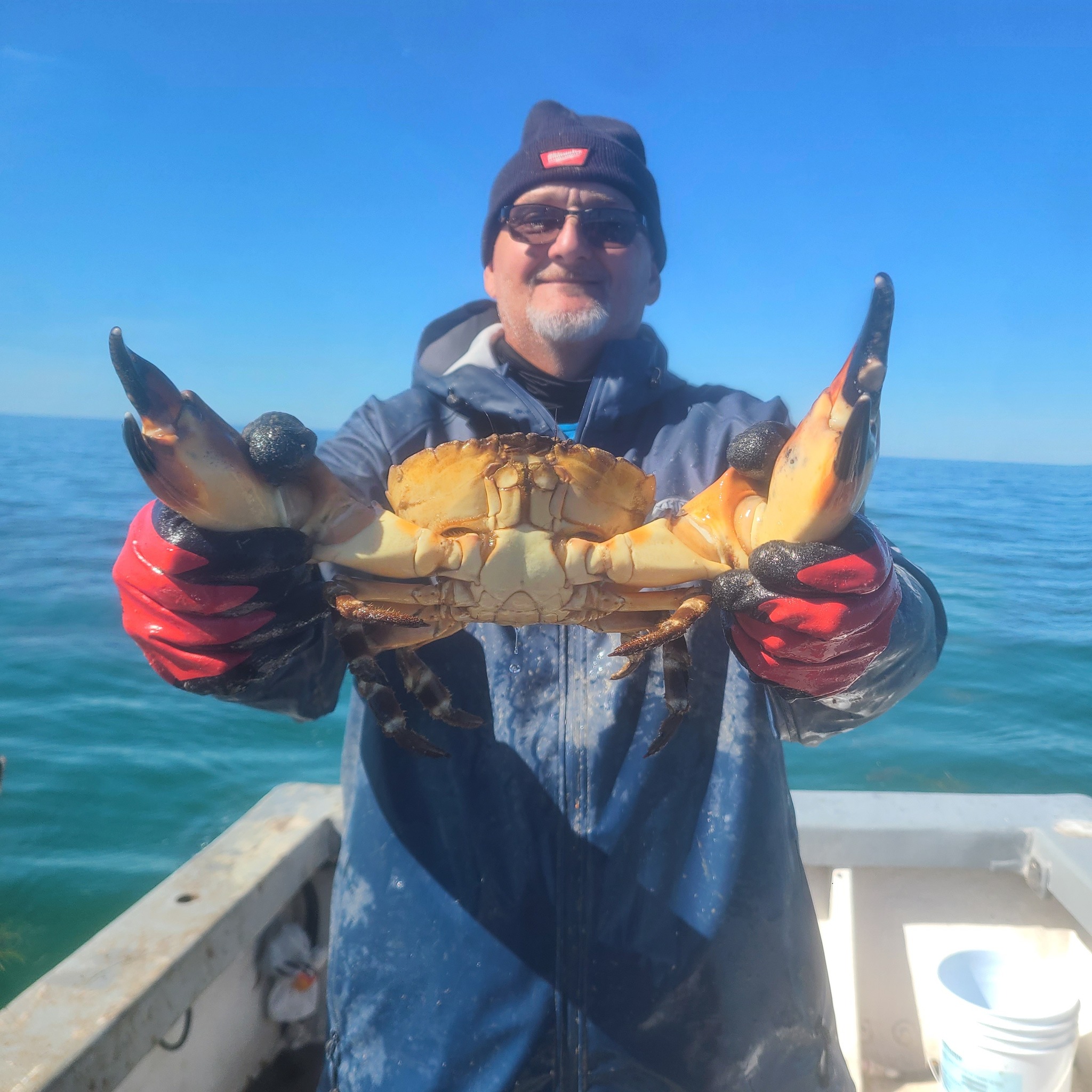 Wholesale Stone Crab Claws - Colossal