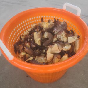 Wholesale Stone Crab Claws - Jumbo